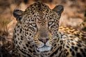 080 Kruger National Park, luipaard